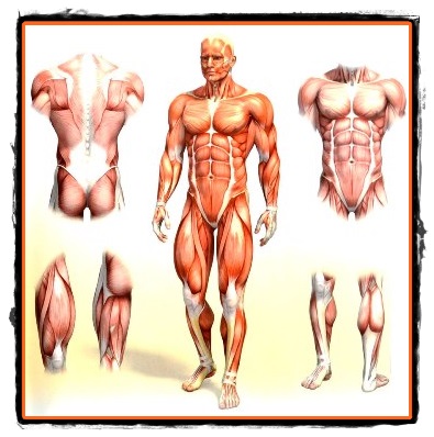 Sistemul muscular al omului
